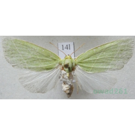 Bena bicolorana (Fuessly, 1775) Czech14l